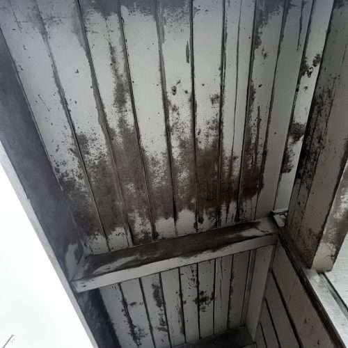 Siding mold on Seattle Home